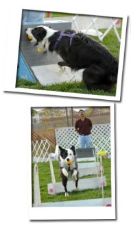 flyball_05